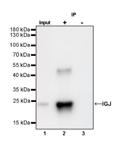 S-RMab® IGJ Recombinant Rabbit mAb (S-342-48)