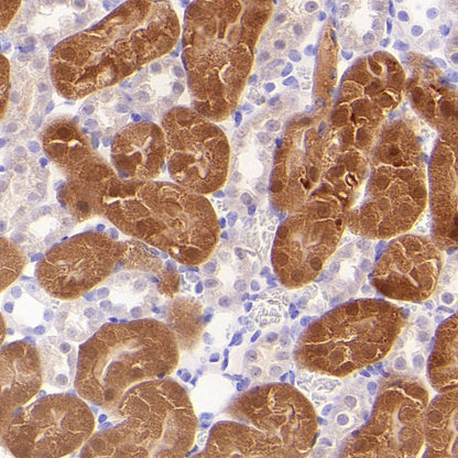 Prohibitin Recombinant Rabbit mAb (S-2679-7)