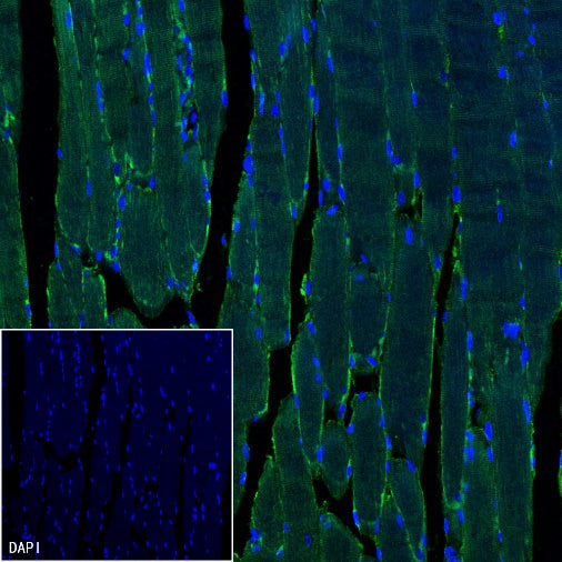 TRIM63 Recombinant Rabbit mAb (S-2304-110)
