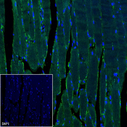 TRIM63 Recombinant Rabbit mAb (S-2304-110)