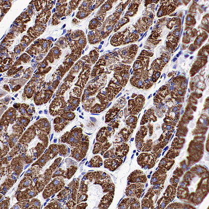 ATPIF1 Recombinant Rabbit mAb (S-3849-49)