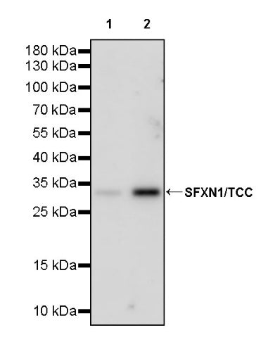 SFXN1/TCC Rabbit Polyclonal Antibody