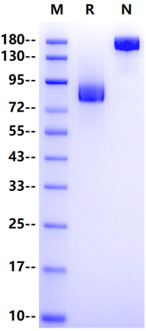 IL-6 R alpha/CD126 Fc Chimera Protein, Human