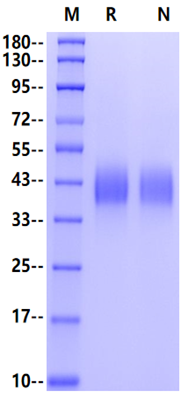CD200 His Tag Protein, Mouse