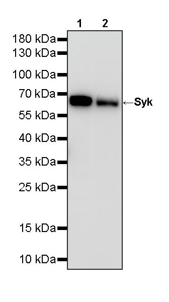 Syk Recombinant Rabbit mAb (S-4400-11)