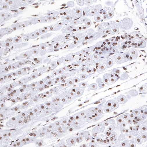 Histone H3 (mono methyl K4) Rabbit polyclonal antibody