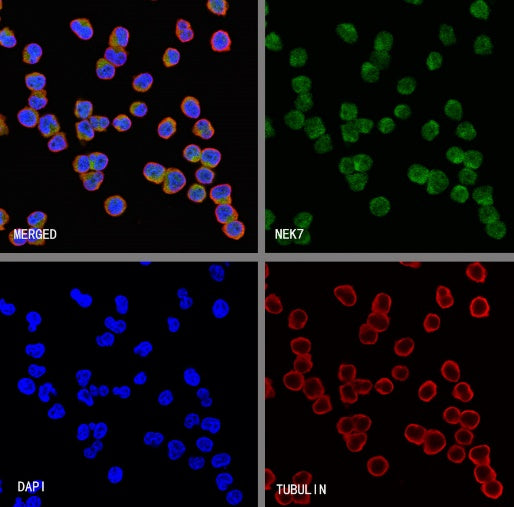 NEK7 Recombinant Rabbit mAb (S-2494-70)