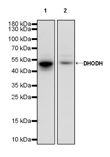 DHODH Recombinant Rabbit mAb (S-2055-30)