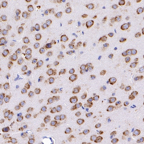 RPS3A Rabbit polyclonal antibody