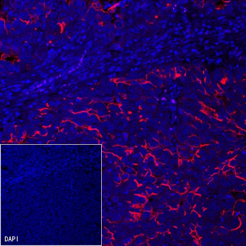 Goat Anti-Mouse IgG (H+L) (min X Hu, Bov Sr Prot), F(ab')2 Fragment (Alexa Fluor® 594 Conjugate)