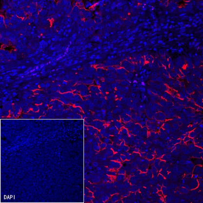 Goat Anti-Mouse IgG (H+L) (min X Hu, Bov Sr Prot), F(ab')2 Fragment (Alexa Fluor® 594 Conjugate)