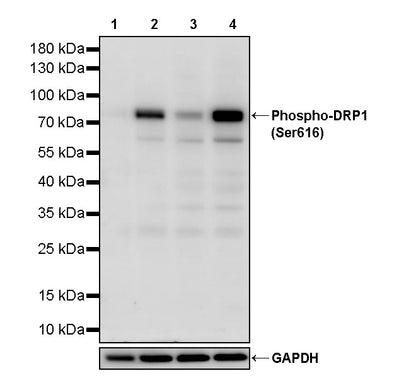 Phospho-DRP1 (Ser616) Recombinant Rabbit mAb (S-4221)