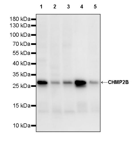 CHMP2B Recombinant Rabbit mAb (S-1639-20)