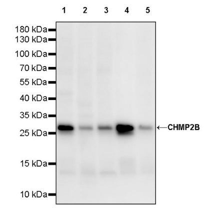CHMP2B Recombinant Rabbit mAb (S-1639-20)