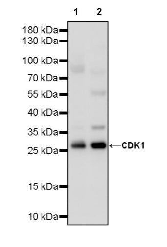 CDK1 Recombinant Rabbit mAb (S-1374-66)