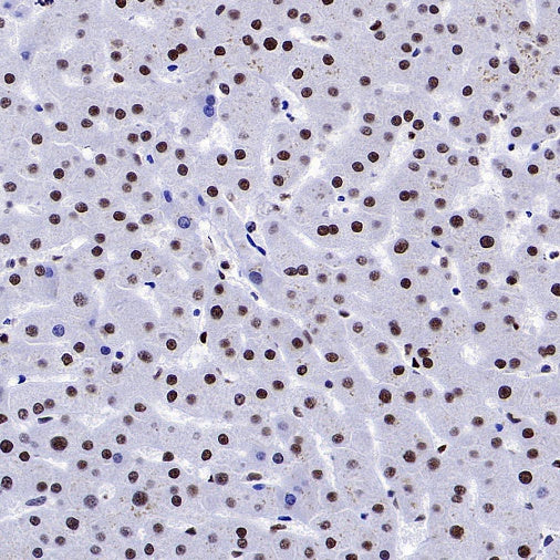 ENT2 Rabbit Polyclonal Antibody