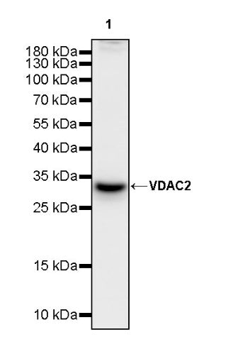 VDAC2 Rabbit Polyclonal Antibody