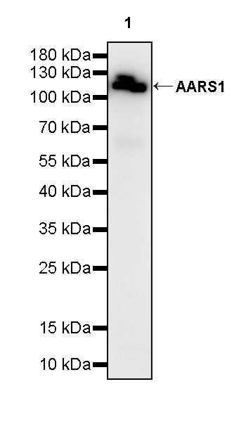 AARS1 Rabbit Polyclonal Antibody