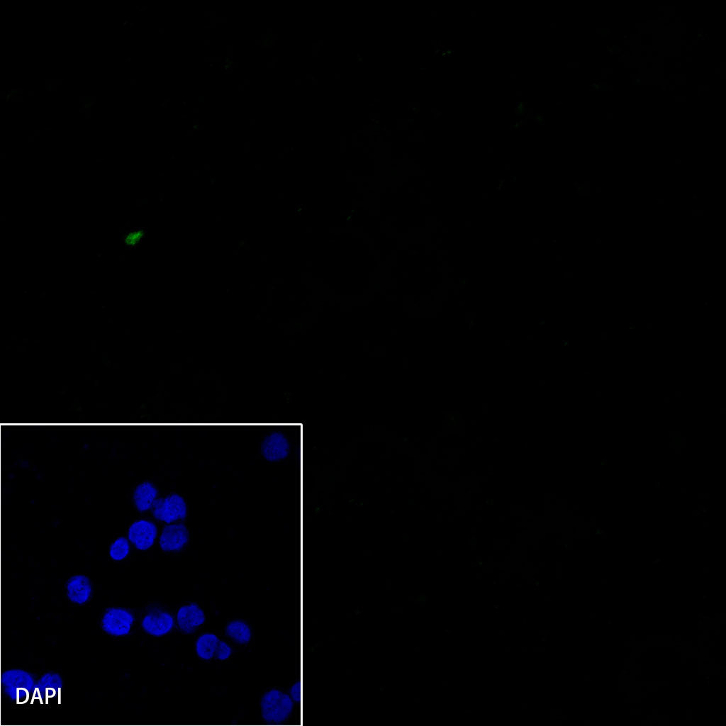 CD7 Recombinant Rabbit mAb,PBS Only (SDT-R165)