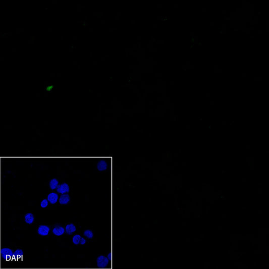 CD7 Recombinant Rabbit mAb,PBS Only (SDT-R165)