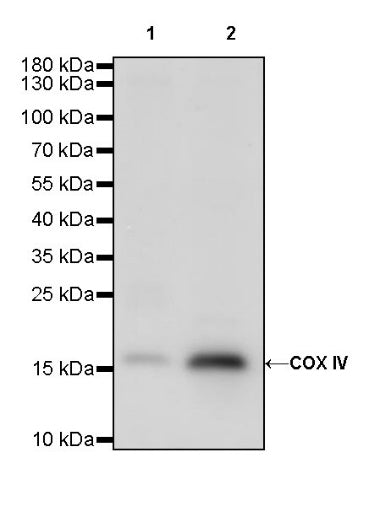 COX IV Rabbit polyclonal antibody