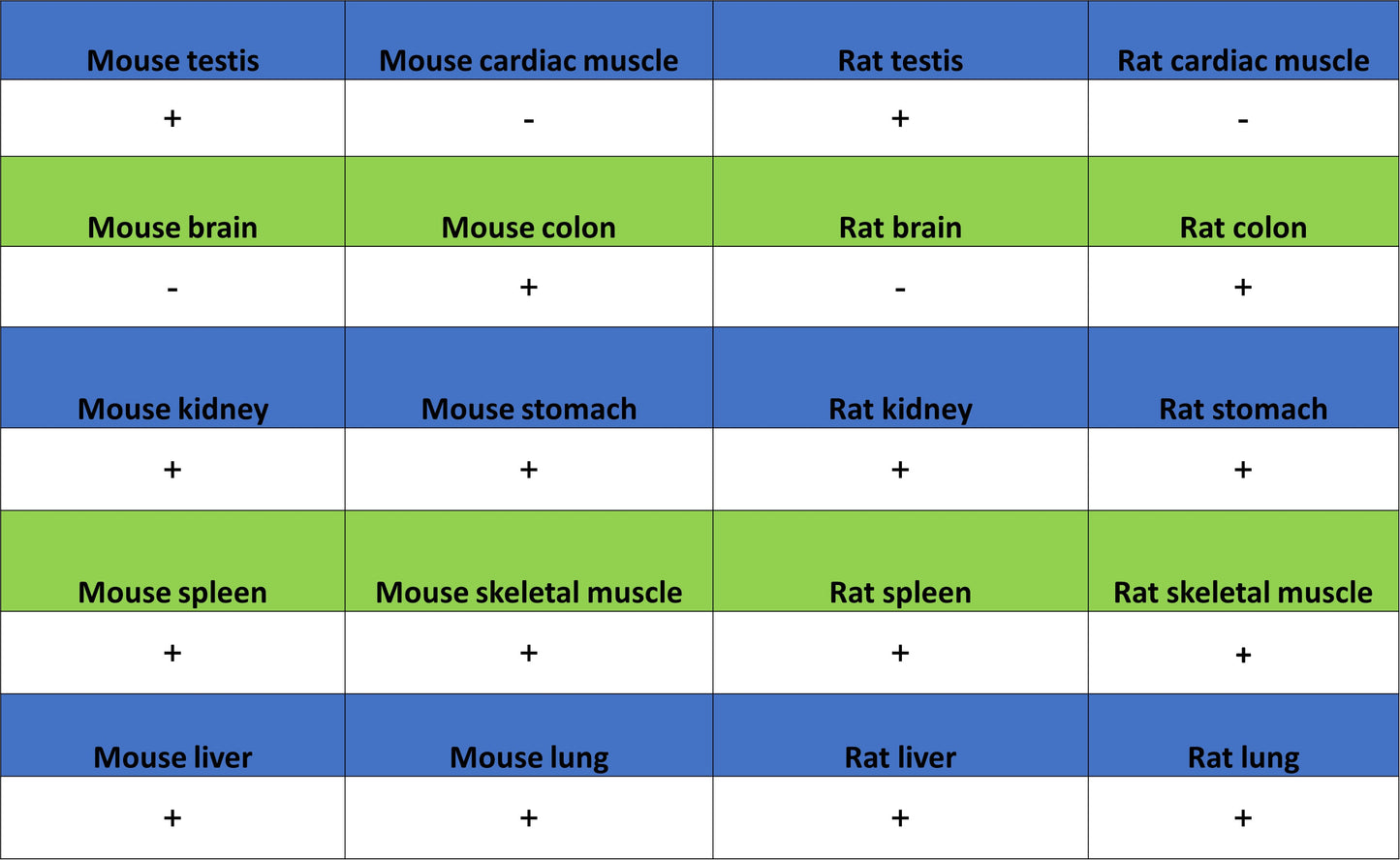 Calpain 1 Recombinant Rabbit mAb (S-3797-41)