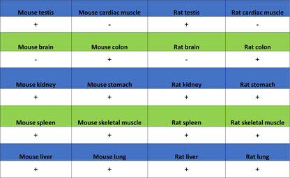 Calpain 1 Recombinant Rabbit mAb (S-3797-41)