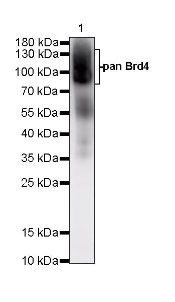 pan Brd4 Recombinant Rabbit mAb (S-6208)