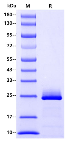 FGF19 His Tag Protein, Human