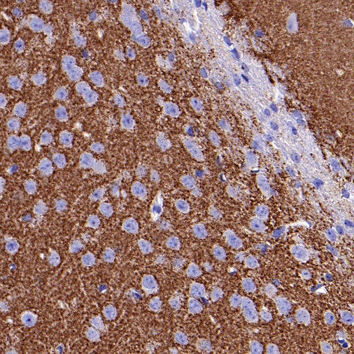 Vesicular Glutamate Transporter 1 (VGLUT1) Recombinant Rabbit mAb (S-1118-58)