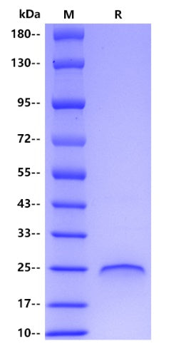 VEGF 165 His Tag Protein, Human
