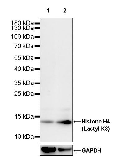 Histone H4 (Lactyl K8) Recombinant Rabbit mAb (S-3243-36)
