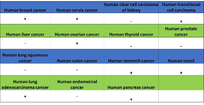 CD123 Recombinant Rabbit mAb (S-1592-12)