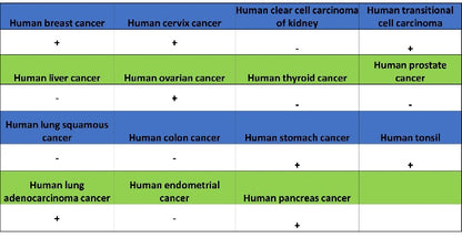 CD123 Recombinant Rabbit mAb (S-1592-12)