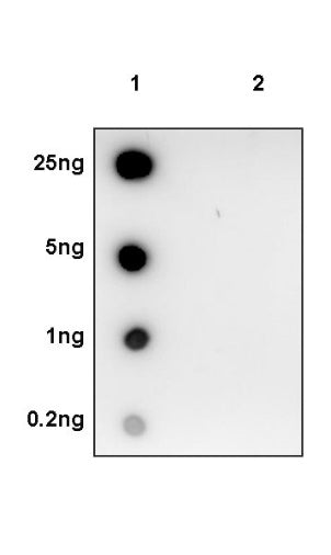 Phospho-PRAS40 (T246) Recombinant Rabbit mAb (S-977-7)