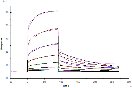 EphA6 His Tag Protein, Human