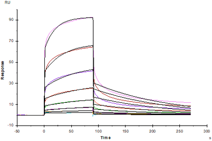EphA6 His Tag Protein, Human