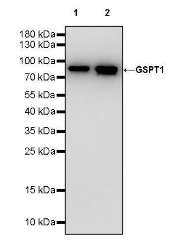 GSPT1 Recombinant Rabbit mAb (S-1914-49)