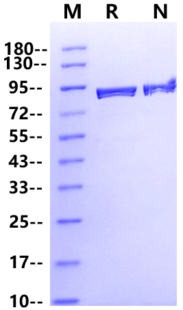 Taq DNA Polymerase