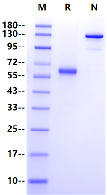 FGL1 Fc Chimera Protein, Human