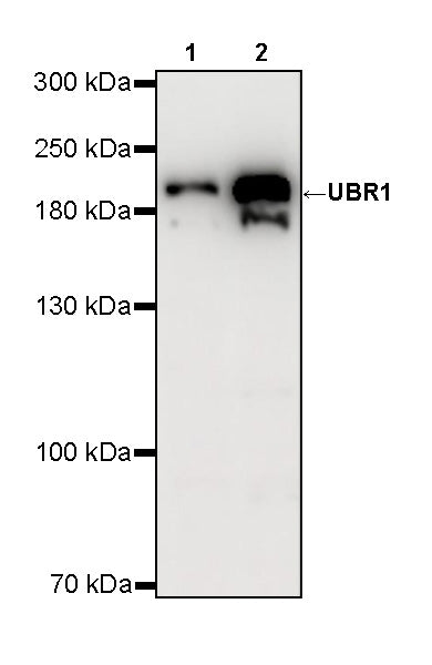 UBR1 Recombinant Rabbit mAb (S-4166-11)