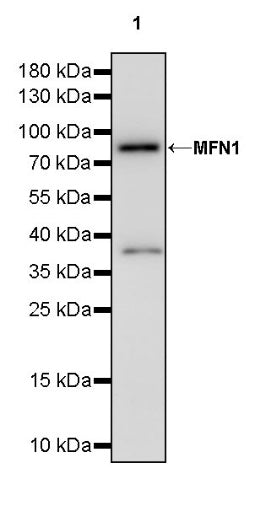 MFN1 Recombinant Rabbit mAb (S-2230-2)