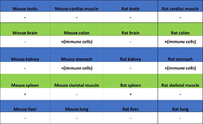 BTK Recombinant Rabbit mAb (SDT-2105-37)