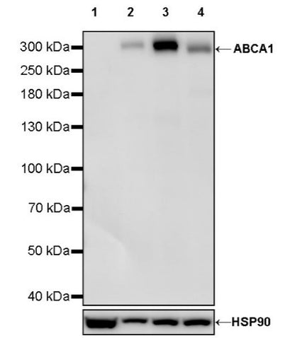 ABCA1 Recombinant Rabbit mAb (S-1887-25)