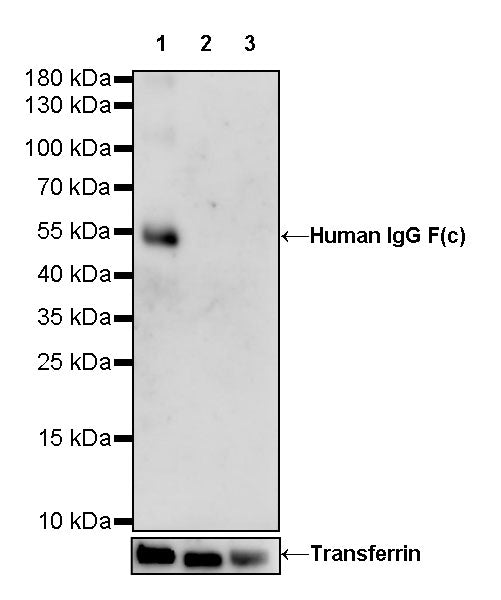 Human IgG F(c) Recombinant Rabbit mAb (S-318-184)