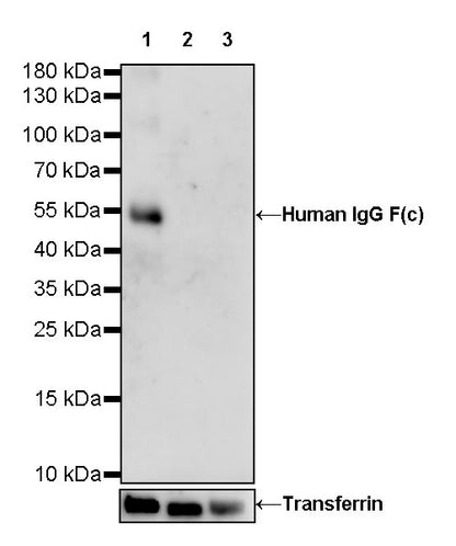 Human IgG F(c) Recombinant Rabbit mAb (S-318-184)