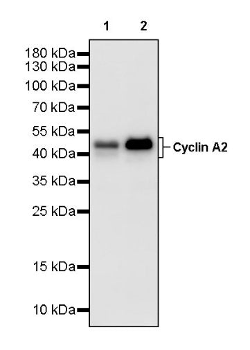 Cyclin A2 Recombinant Rabbit mAb (S-1873-103)