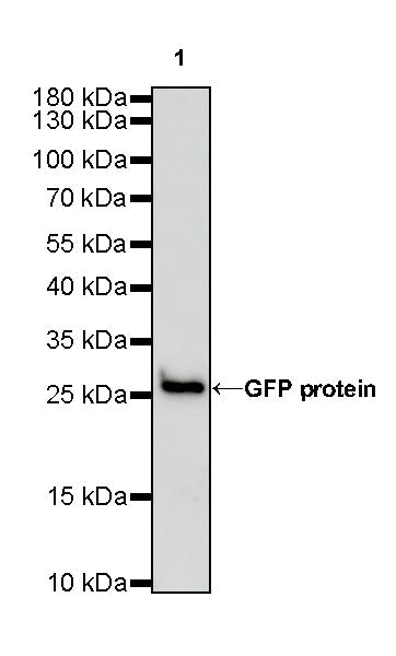 GFP Recombinant Rabbit mAb (HRP Conjugate) (S-296-32)