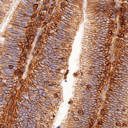 CD44 Mouse mAb (SDT-630-174)