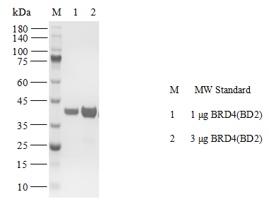 BRD4(BD2) GST Tag Protein,Human
